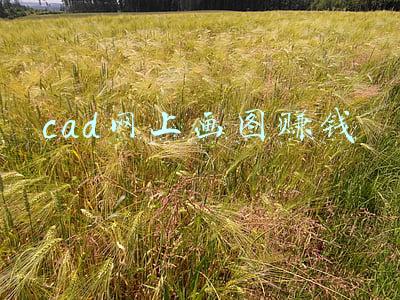 我要自学网cad画图(几个相见恨晚的CAD自学网站，立马让小白成为CAD达人)