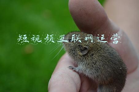 短视频互联网运营