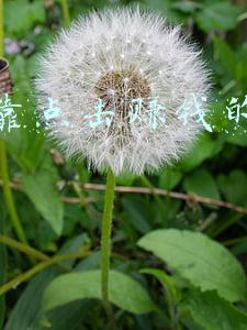 发布文章靠点击赚钱(2分钟教你在今日头条发文赚钱，一部手机即可操作，适合所有人)