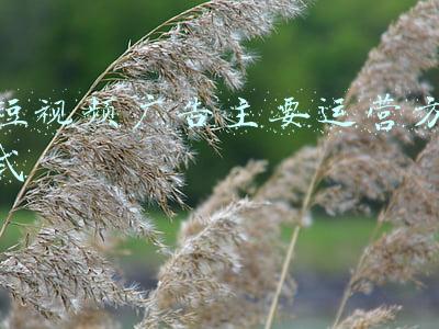 短视频广告主要运营方式