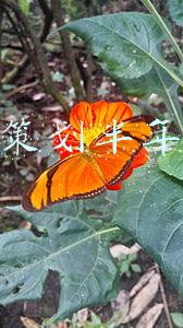 运营策划半年总结