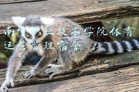 南宁职业技术学院体育运营管理宿舍