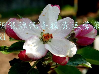 新能源汽车投资运营策划