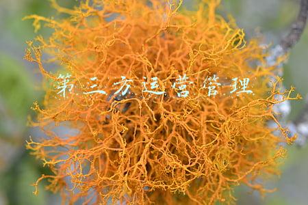 第三方运营管理