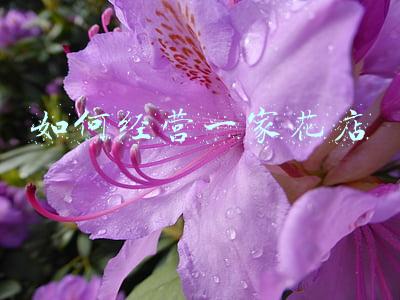 怎样开一个花店工作室_怎样开一个花店