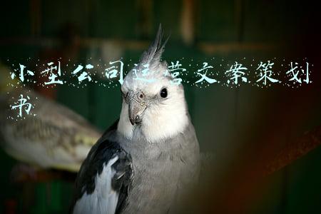 小型超市经营策划书(312-快消行业策划方案（28份）)