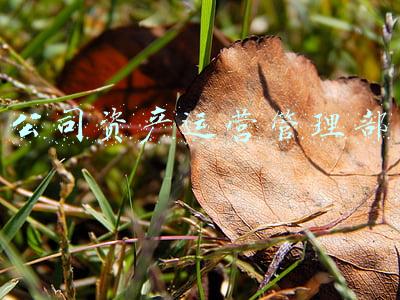 公司资产运营管理部