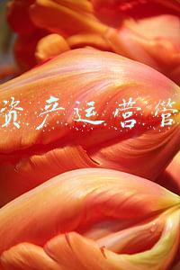 公司资产运营管理部