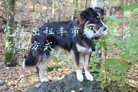 出租车的分段计费方式(人教小学数学 五年级上册第一单元 分段计费问题 练习设计)