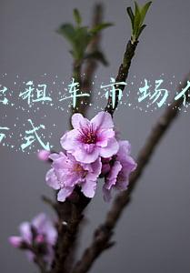 出租车服务方式有几种(14城出租车实现数字化服务 智慧出行体验再落一子)
