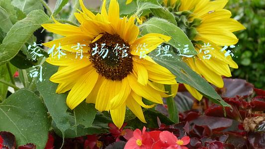 家体育场馆管理运营公司