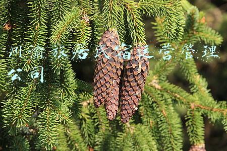 川渝旅居民宿运营管理公司