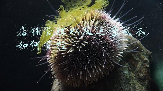 店铺运营成本包括哪些(想做电商不知道如何选择平台？说透平台的特性，让你轻松做选择)