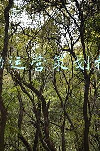 活动运营策划模板