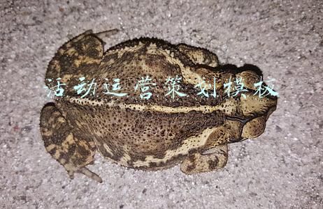 活动运营策划模板