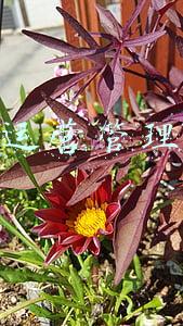 国企运营管理模式(国企混改丨国有相对控股混合所有制企业差异化管控的六大要点)