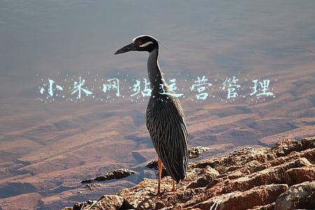 小米网站运营管理