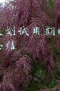 运营策划试用期内对工作的总结