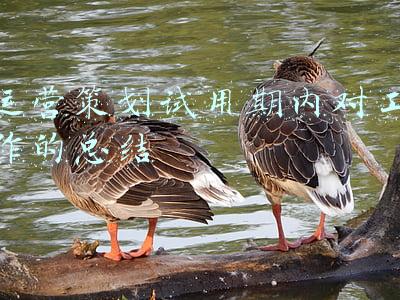 运营策划试用期内对工作的总结