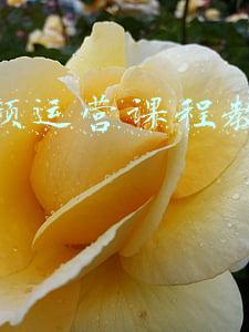 新高一课程教学视频(必修一 教学视频 合集（新教材）)