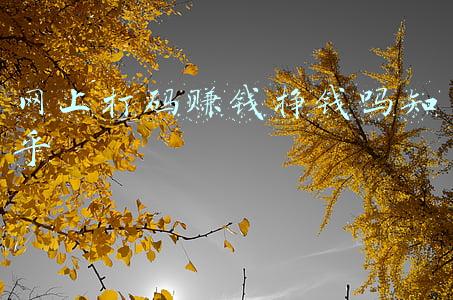 八戒日付网打码平台(通过网络挣钱最靠谱的方法)