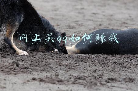 买qq靓号网(腾讯 QQ 点靓升级：4998 元升级黑金靓号)