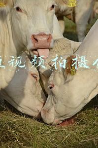 北京短视频拍摄代运营