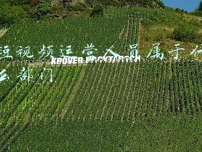 短视频运营人员属于什么部门