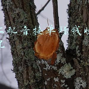 网上配音接单赚钱收费情况