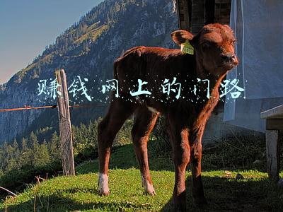 赚钱网上的门路