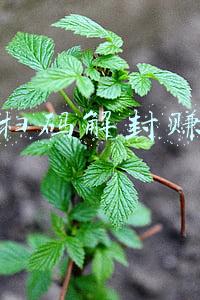 qq扫码解封网站(记者亲测！QQ解除淘宝抖音网址屏蔽！网友：微信呢？)