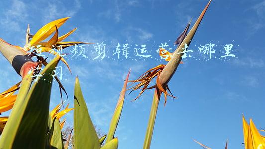 学短视频剪辑与制作有前景吗(视频剪辑是什么职业？现在做视频剪辑有前途吗？做自媒体怎么样？)