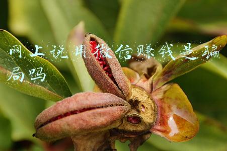 网上微信赚钱到底是真是假(出租微信就能赚钱？真有这样不劳而获又稳赚不赔的好事吗？)