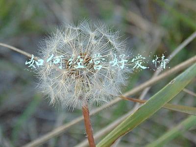 怎样才能经营好一段爱情-如何经营一段好的爱情