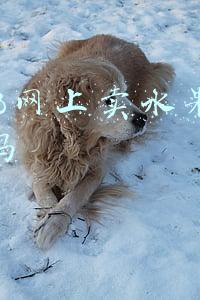 广西水果批发网(沃柑、砂糖橘产量全国第一 广西冬季水果“出圈”记)
