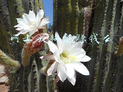 有没有网上买狗成功的吗(网购宠物犬遇骗，悉尼华女7天连转万元打水漂！一步步越陷越深)