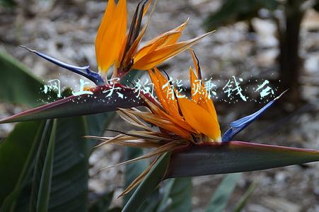 网上卖狗的骗局(网上买狗要谨慎这几点，别上当！#狗狗大明星#)