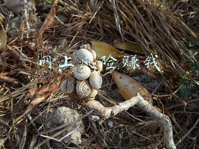 网上风险赚钱