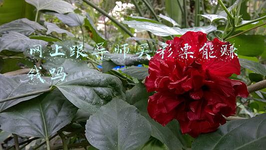 导师带买彩票真的能赚到钱吗(“导师”带队日进斗金？男子深陷骗局被骗38万元)