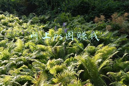 网上ps图赚钱