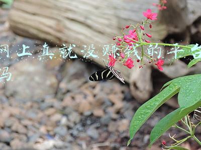 网上真就没赚钱的平台吗