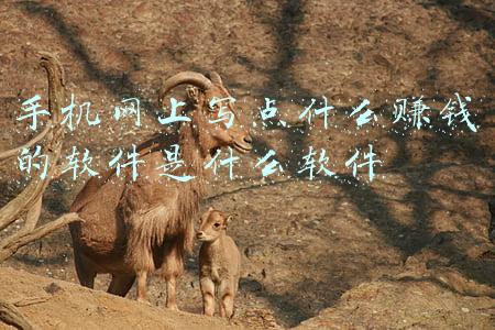 在手机上写文章赚钱用什么软件(靠在家写作月入3W的我，最常用的“写作神器”有哪些？)