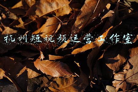 杭州短视频运营工作室