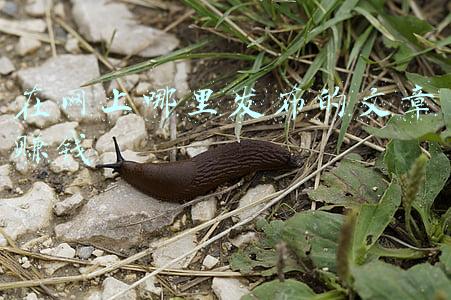 怎么在网上发布文章(2分钟教你学会如何在头条发文，一部手机轻松搞定，建议收藏)