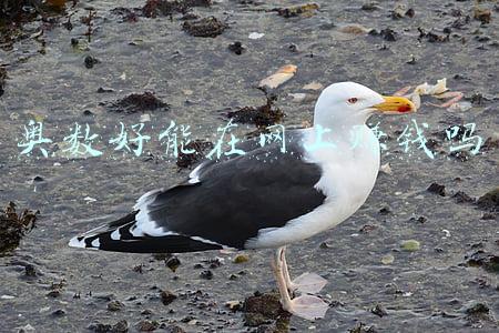 奥数 网课(暑期培训课奥数仍受宠 家长称不为升学也为上重点班)
