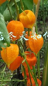 冬天开奶茶店会亏本吗《冬天开奶茶店会不会有影响》