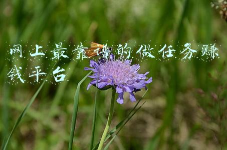 网上做小任务平台(大神也偷偷收藏的6个网站，质量高又免费，春节假期让你悄悄逆袭)