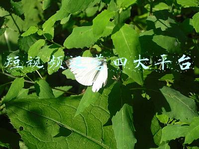 几大短视频平台(短视频素材去哪里找？这5个网站，免费看)