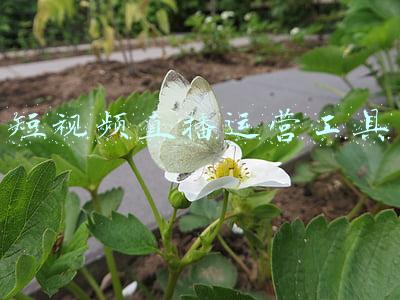 视频号直播下载工具(如何实现视频号的直播？「手机+电脑开播全攻略」)