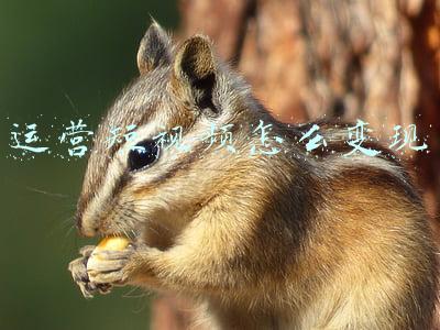 运营短视频怎么变现